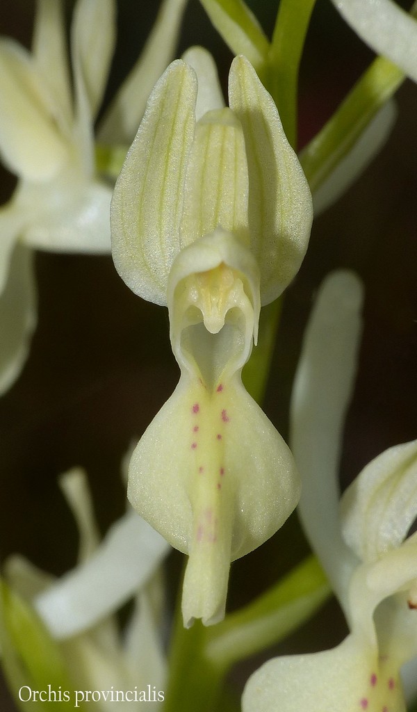 O.pauciflora, O.provincialis, O.quadripunctata, O.xcolemanii, 4 belle Orchis.
